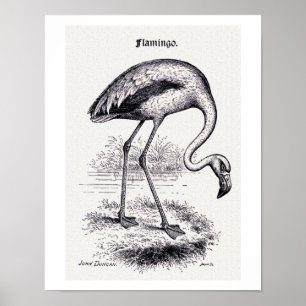 "Flamingo" vintageillustration Poster