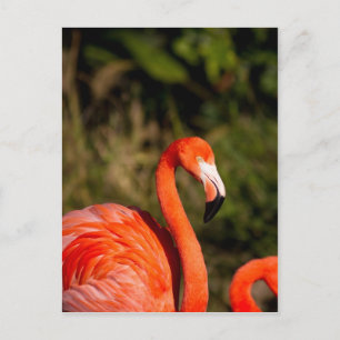 Flamingo Vykort