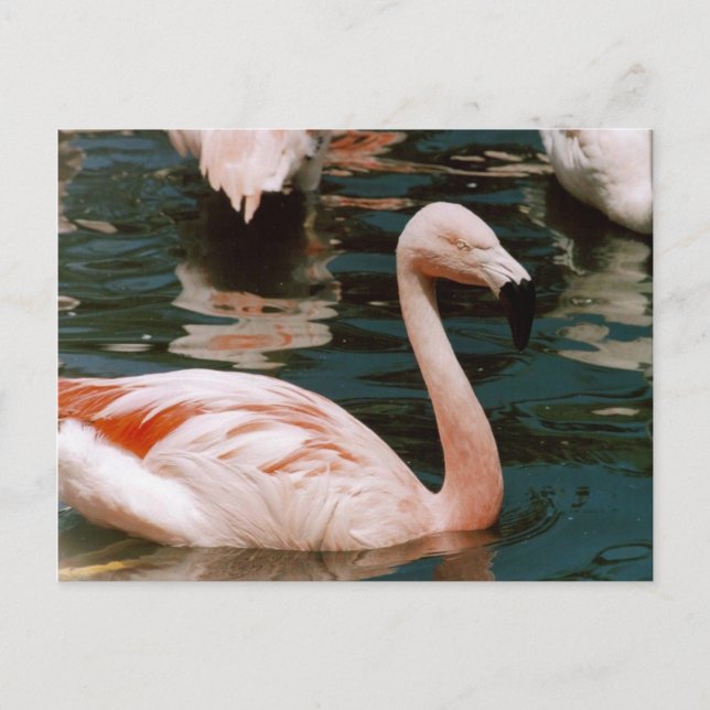 Flamingo Vykort (Framsida)
