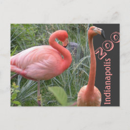 Flamingo Vykort