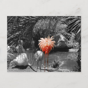 Flamingo Vykort