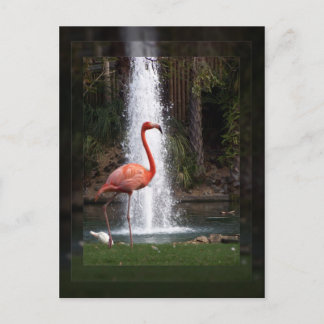 Flamingo Vykort