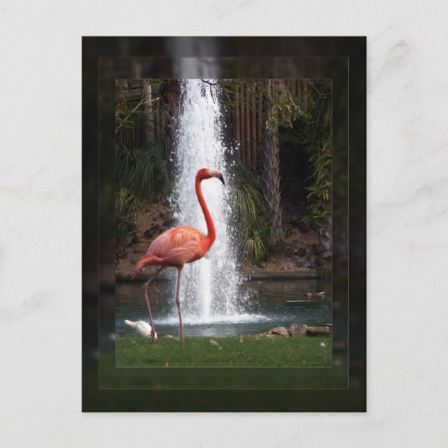 Flamingo Vykort (Framsida)