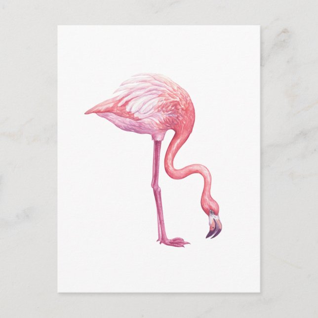 Flamingo Vykort (Framsida)