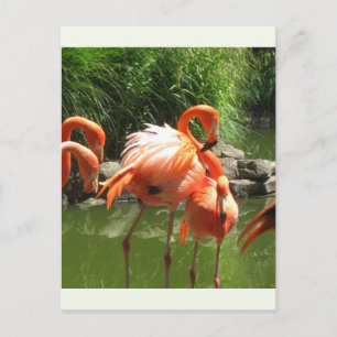 Flamingo Vykort