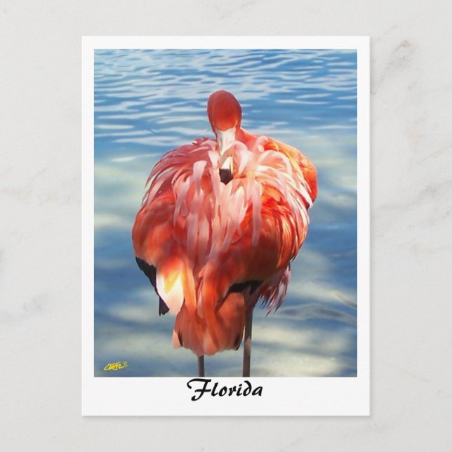 Flamingo Vykort (Framsida)