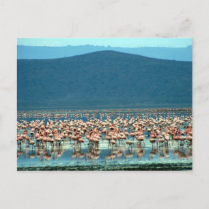 flamingo vykort