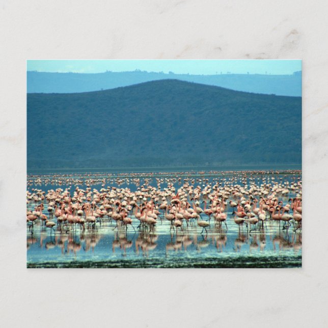 flamingo vykort (Framsida)