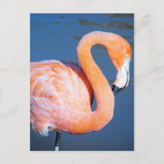 Flamingo Vykort