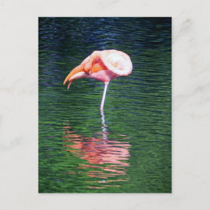 Flamingo Vykort