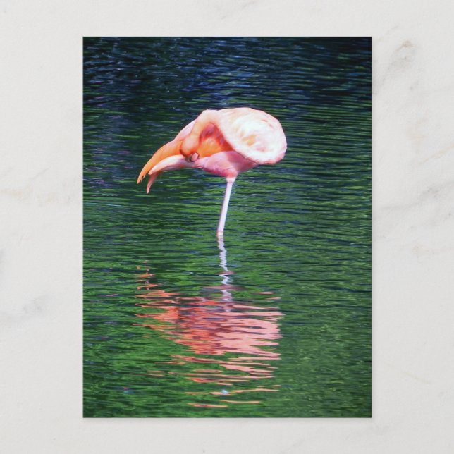 Flamingo Vykort (Framsida)