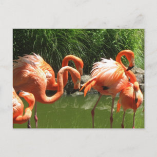 Flamingo Vykort