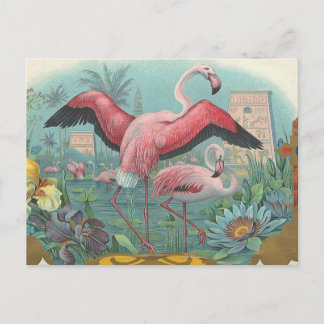 Flamingo Vykort