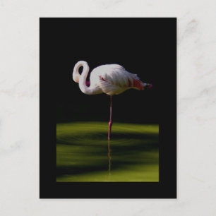 flamingo vykort