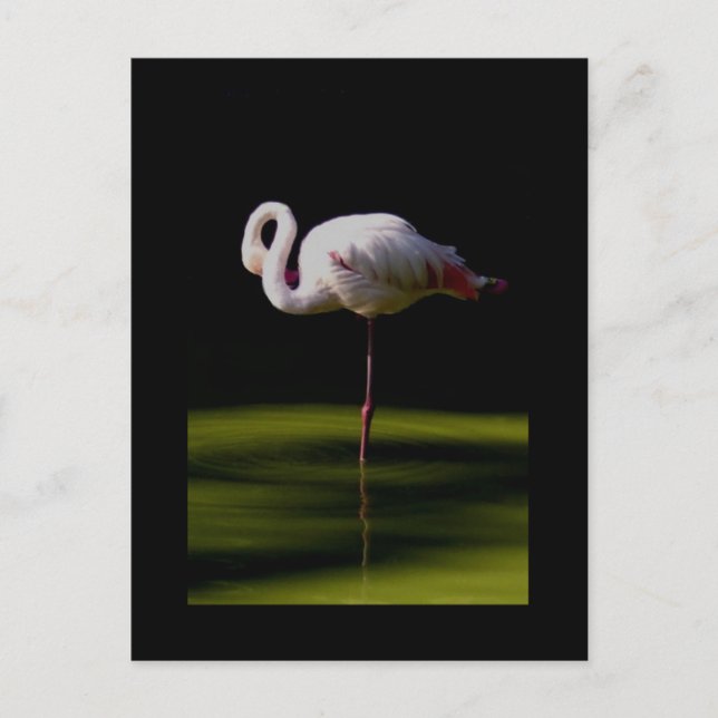 flamingo vykort (Framsida)