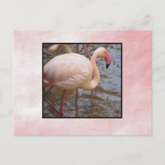 Flamingo Vykort
