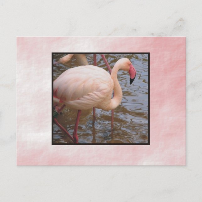 Flamingo Vykort (Framsida)