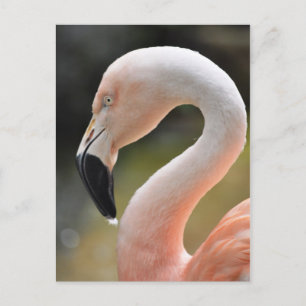 Flamingo Vykort