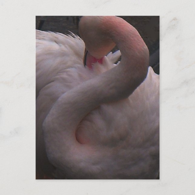 flamingo vykort (Framsida)
