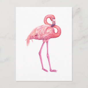 Flamingo Vykort