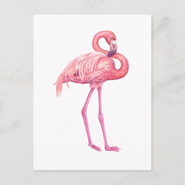 Flamingo Vykort (Framsida)