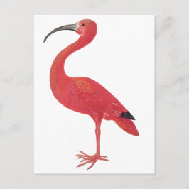 Flamingo - vykort för konst
