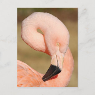 Flamingo-vykort Vykort