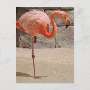 Flamingo-vykort Vykort