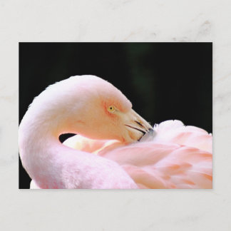 Flamingo-vykort Vykort