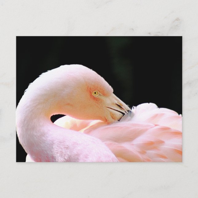 Flamingo-vykort Vykort (Framsida)