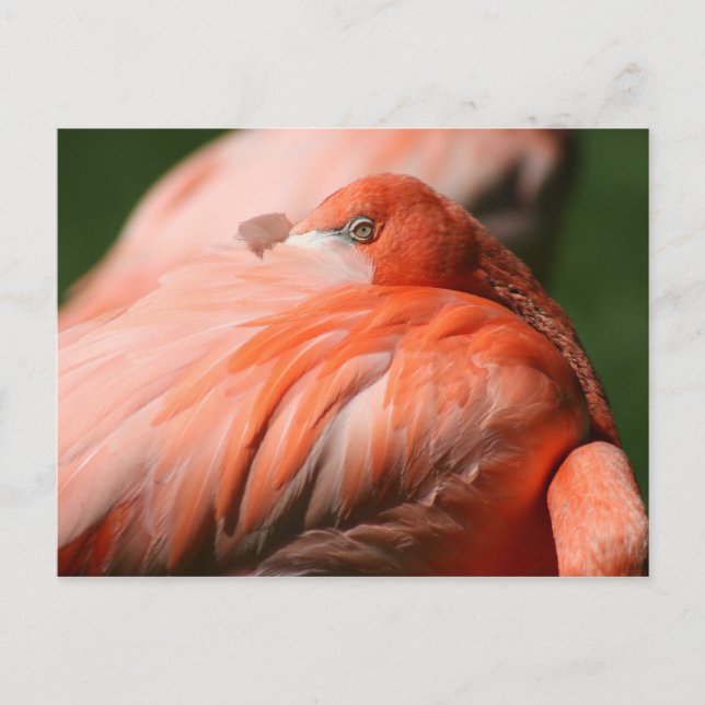 Flamingo-vykort Vykort (Framsida)