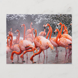 Flamingo-vykort Vykort
