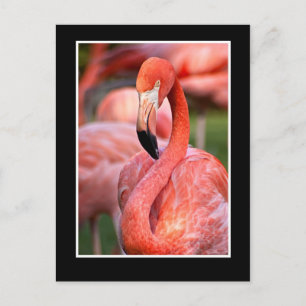 Flamingo-vykort Vykort