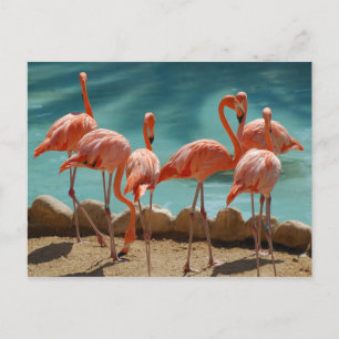 Flamingo-vykort Vykort
