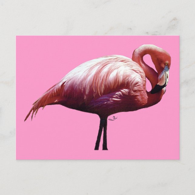 Flamingo-vykort Vykort (Framsida)