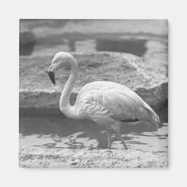 Flamingo wading in vatten B&W Magnet (Framsidan)