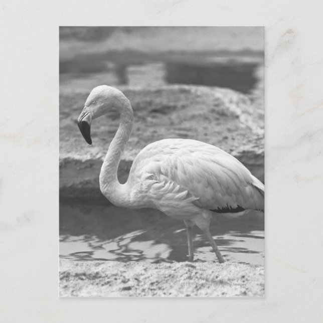 Flamingo wading in vatten B&W Vykort (Framsida)