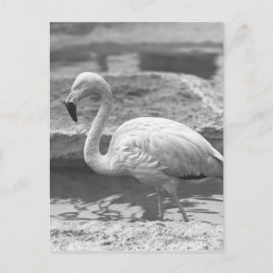 Flamingo wading in vatten B&W Vykort