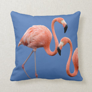 Flamingoen kopplar ihop kudde