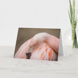 Flamingoen på vilar kort