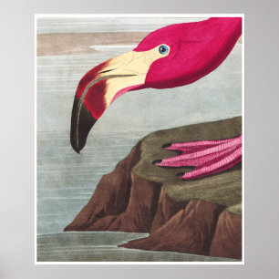 FLAMINGOEN PARKERAR affischen för den Audobon Poster