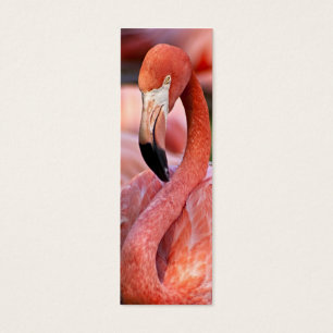 Flamingoen profilerar kortet litet visitkort