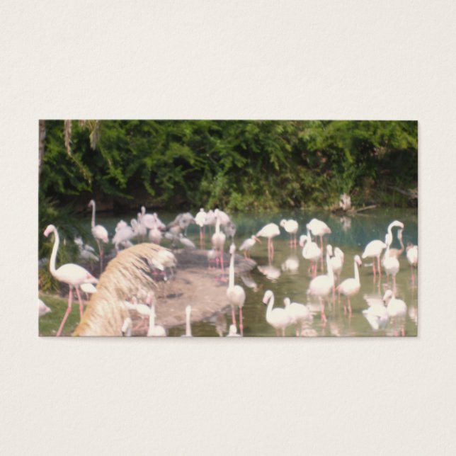 Flamingoer på fritiden visitkort (Framsidan)