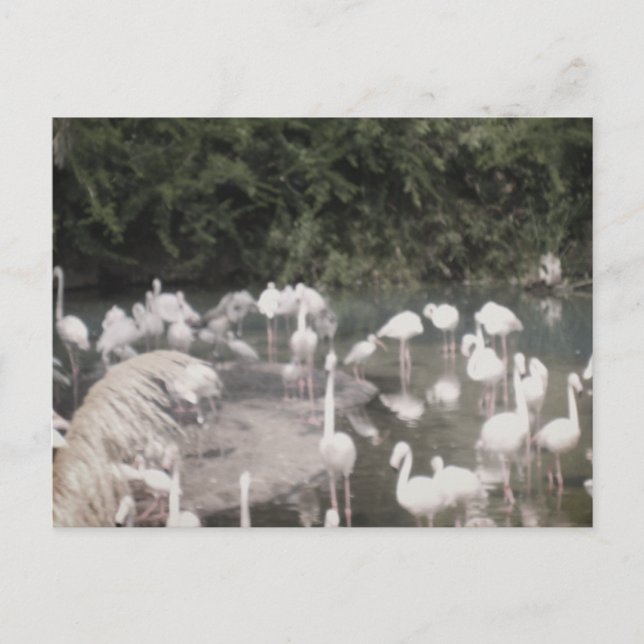 Flamingoer på fritiden vykort (Framsida)
