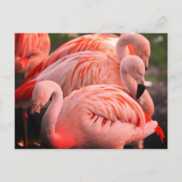 Flamingoer Vykort