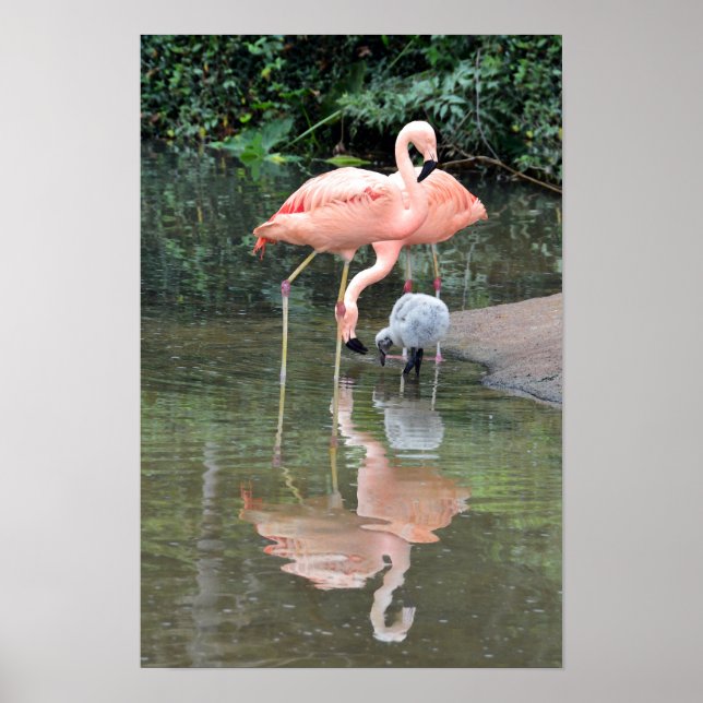 Flamingofamilj vadar poster (Framsidan)