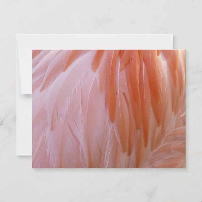 Flamingofjädrar i rosa nyanser (Framsida)