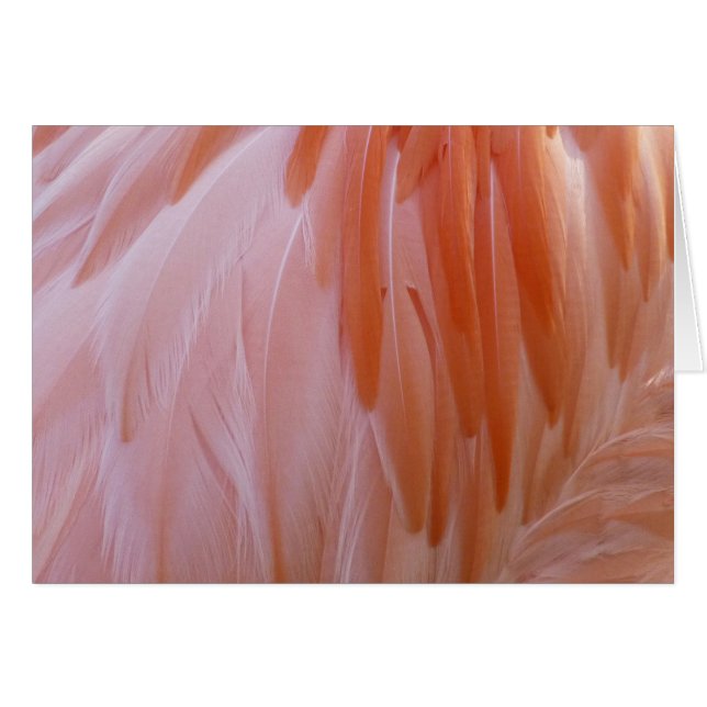 Flamingofjädrar i rosa nyanser OBS kort (Framsidan Horizontal)