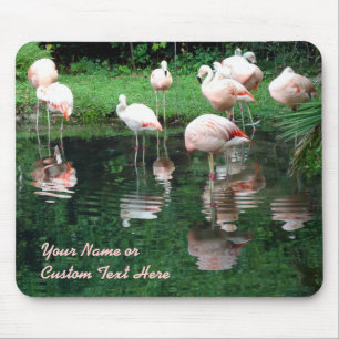 FlamingoFlamboyance Musmatta