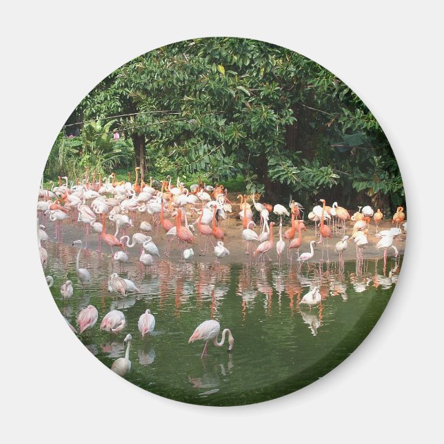 flamingoflock magnet (Framsidan)